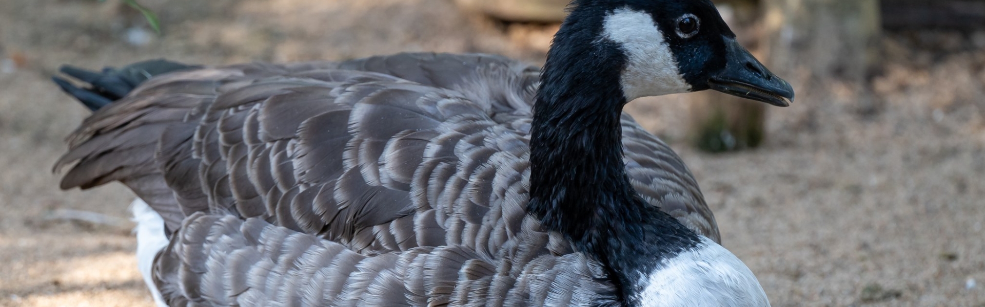 Canadian goose